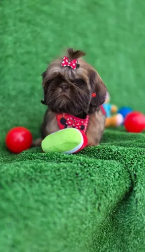 Shih-tzu mini