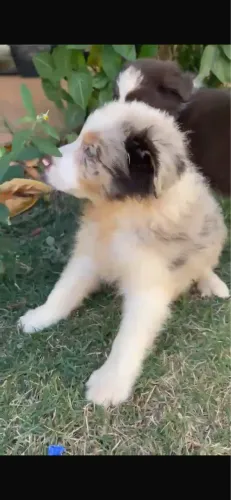 Cachorro