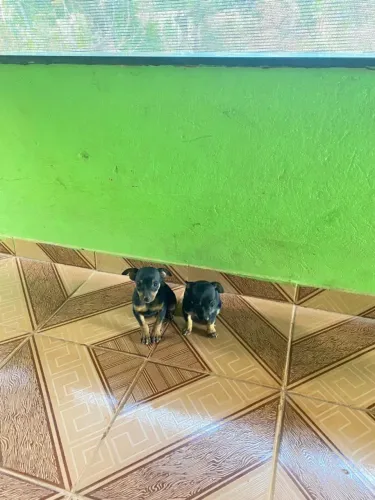 Vendo filhotes de Pinscher