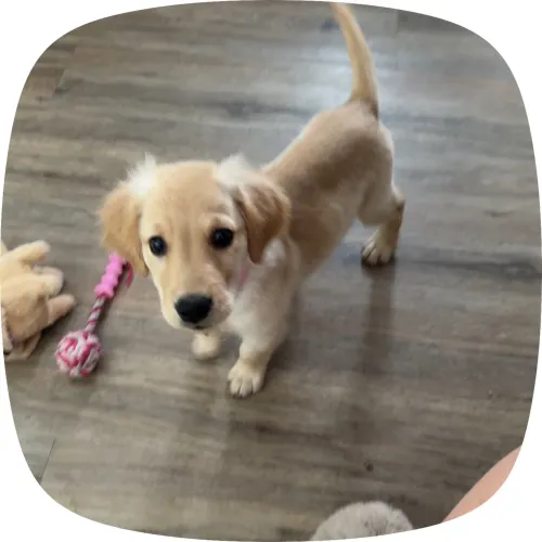 Golden Fêmea 3 meses 