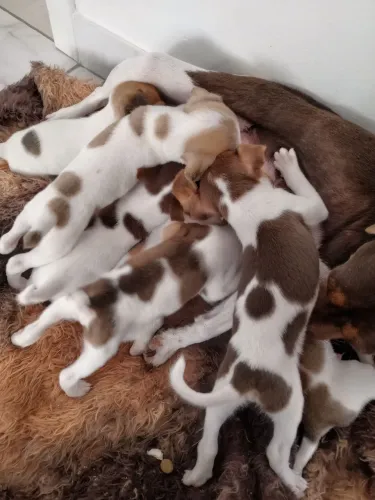 Doação de cachorrinhos