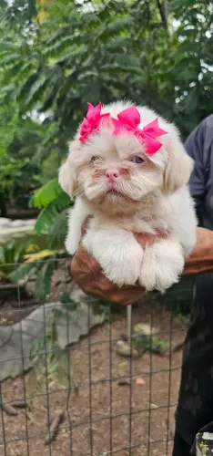 Shih-tzu maravilhoso
