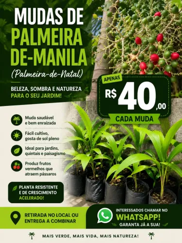 Mudas de Palmeira-de-Manila (Palmeira-de-Natal) à venda!