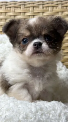 Chihuahua macho Pêlo longo. Um olhar puro e cativante.!!