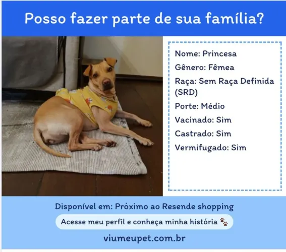 Cadela castrada e vacinada para adoção