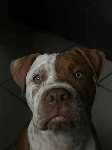 Pitbull Doa-se