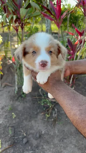 Border Collie 