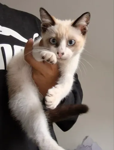 Doação filhote de gatos 