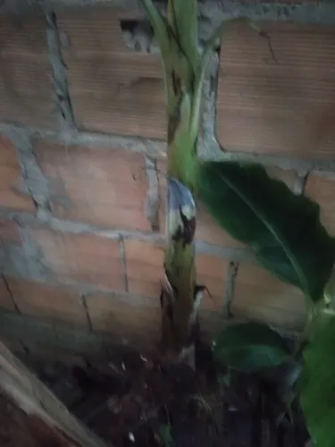 Mudas de bananas da terra