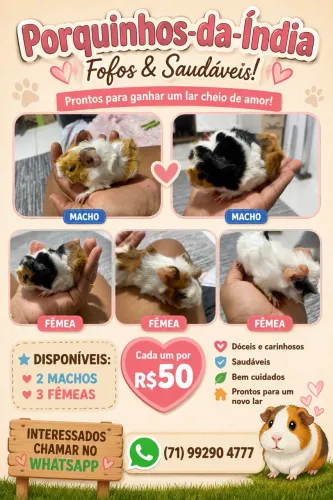 Porquinhos da India 