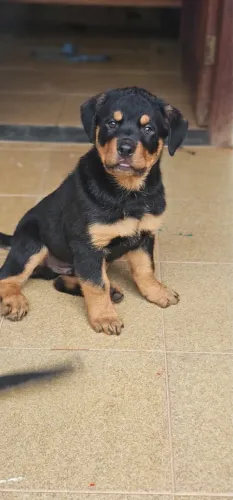 Filhote de Rottweiler 75 dias
