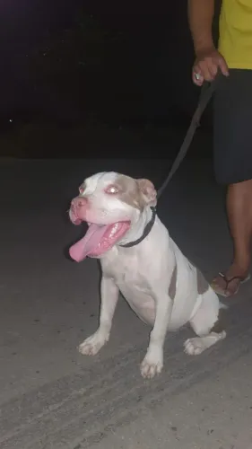 Fêmea american bully 6 meses