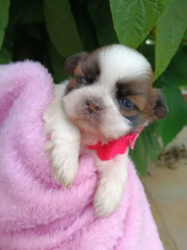 Shih Tzu Fêmea com pedigree, em 10x no Cartão.