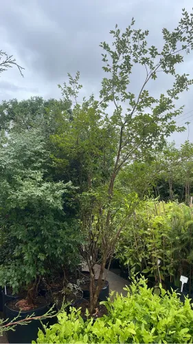 Muda De Jabuticaba Sabará 