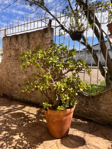 Linda Planta Jade Adulta (Estilo Mini Árvore / Pré-Bonsai) - Saudável e Robusta