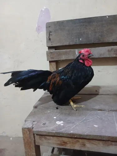 Galos garnizés