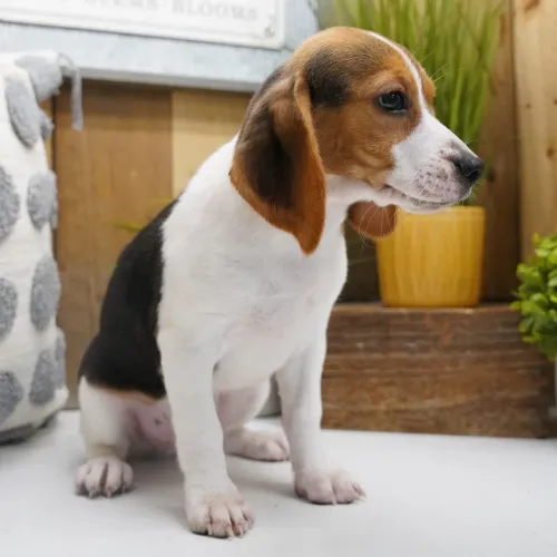 Beagle Tricolor/ A dose diária de fofura