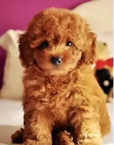 Poodle red Red verdadeiro 