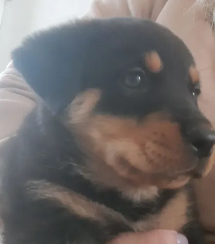 Rottweiller