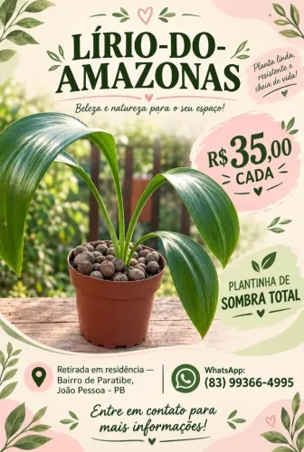 Lírio do Amazonas já no Vasinho 