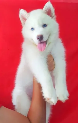 Filhotes de Husky Siberiano | Um filhote com jeitinho especial.