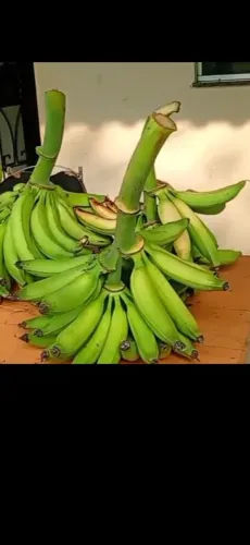 Bananas pacovan para frutaria Mercadinho