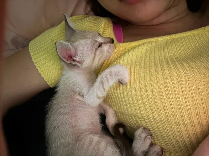 Gatinho macho siamês para adoção