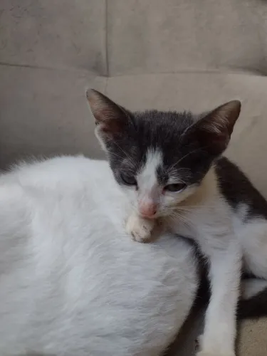 GATINHOS PARA ADOÇÃO MACHO E FÊMEA 