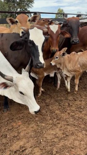 Vacas paridas com bezerros no pé