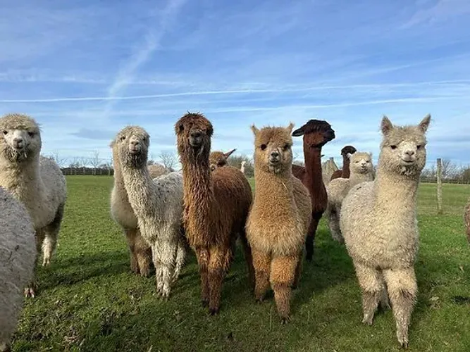 Alpacas disponíveis - Feira de Santana - Ba