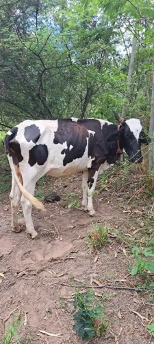 Vaca leiteira, com bezerro.