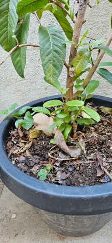 Pé de goiaba
