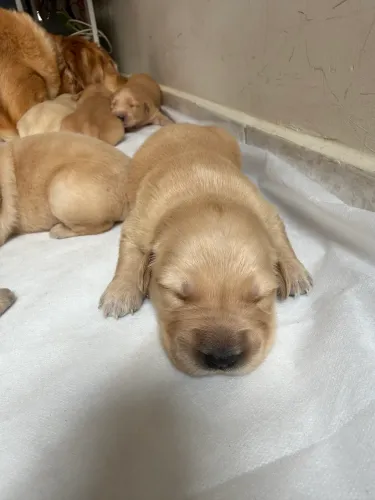 Filhotes de Golden Retriever com pedigree