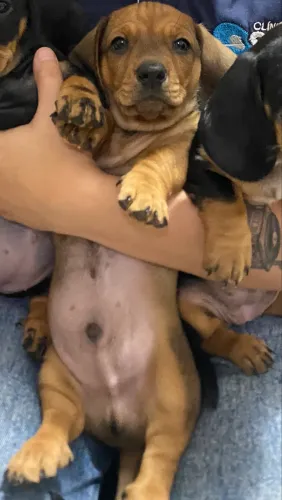 Cofap Salsicha Dachshund