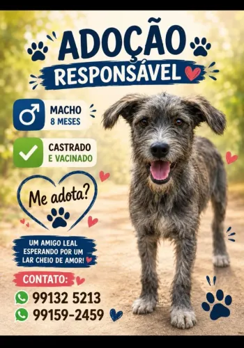 Adoção responsável 