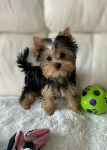 Yorkshire Terrier Presença que cria laços fortes