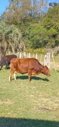 Vaca leiteira e terneiro