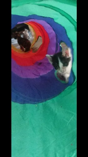 Doação de lindos gatinhos