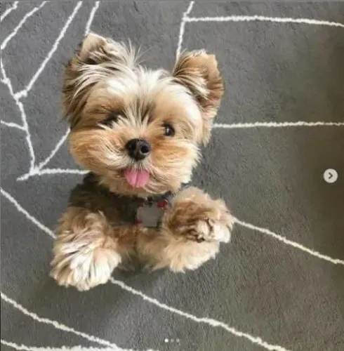 Filhote Yorkshire Terrier, Nada como um filhotinho para completar sua família!