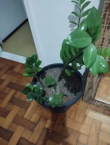 1vaso com planta zamiouca 