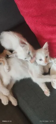 Doação Gatos