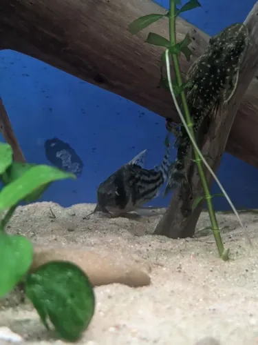 Doação de corydoras