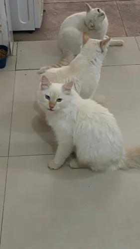 Gatos filhotes