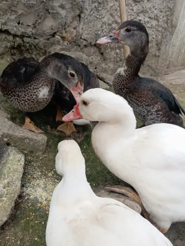 Combo de Patos