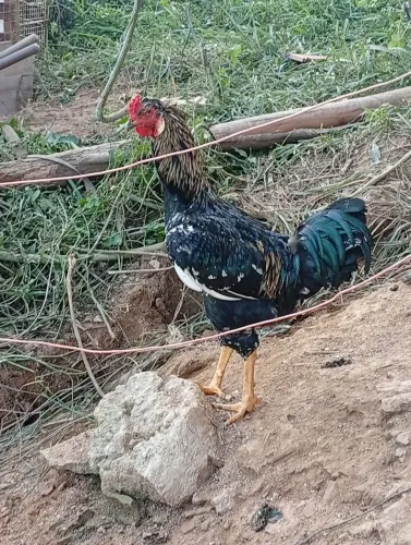 frango indio gigante com gsb