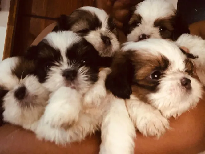 Filhotes de Shih Tzu