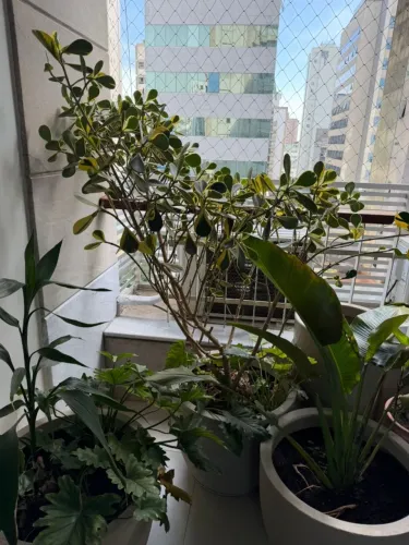 Plantas no vaso