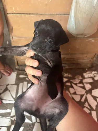 Cachorro adoção 