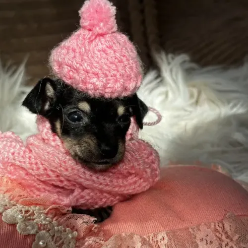 PINSCHER BEBE