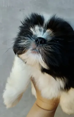 Shih Tzu 